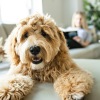 a dog sitting on a couch
